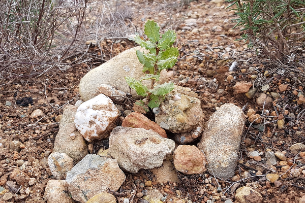 eurofred ha reforestado ms de 55 hectreas de zonas quemadas en espaa con 45700 rboles eurofred ha reforestado ms de 55 hectreas de zonas quemadas en espaa con 45700 rboles