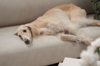 ¿Vuelta a la rutina con mascota? 5 claves para poner a punto el hogar después de las vacaciones