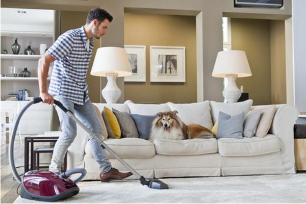 catampdog de miele la solucioacuten de limpieza para los amantes de las mascotas catampdog de miele la solucioacuten de limpieza para los amantes de las mascotas